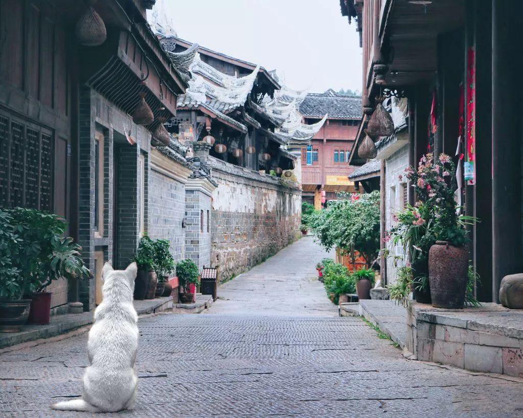 2024年海南雨林大叶茶品牌推介及产销对接招商洽谈活动在京举行